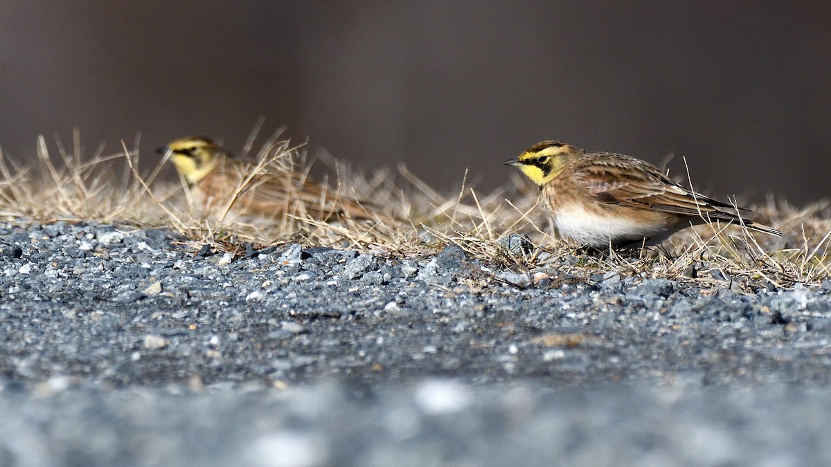 Horned Lark - ML646005699