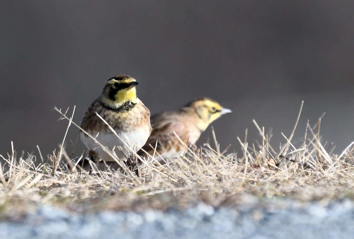 Horned Lark - ML646005700