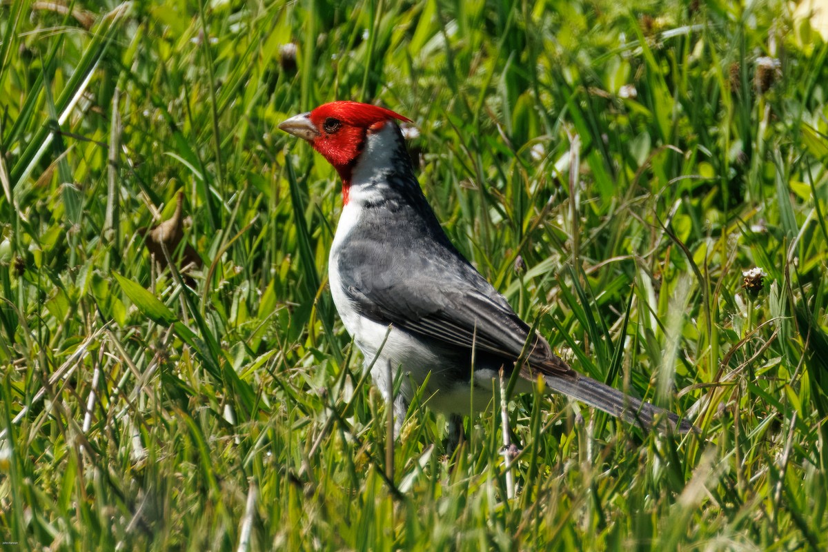 Пароарія чубата - ML646005701