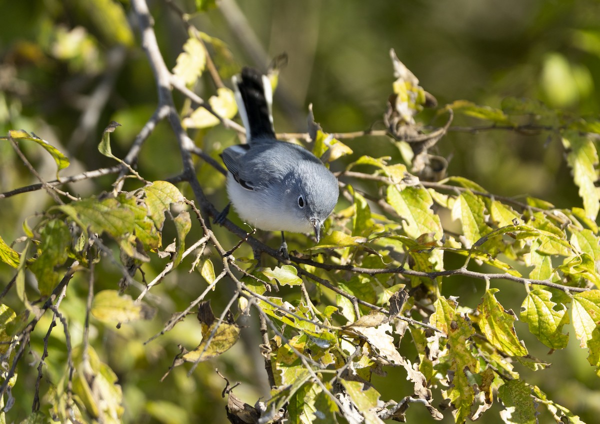 Blue-gray Gnatcatcher - ML646005702