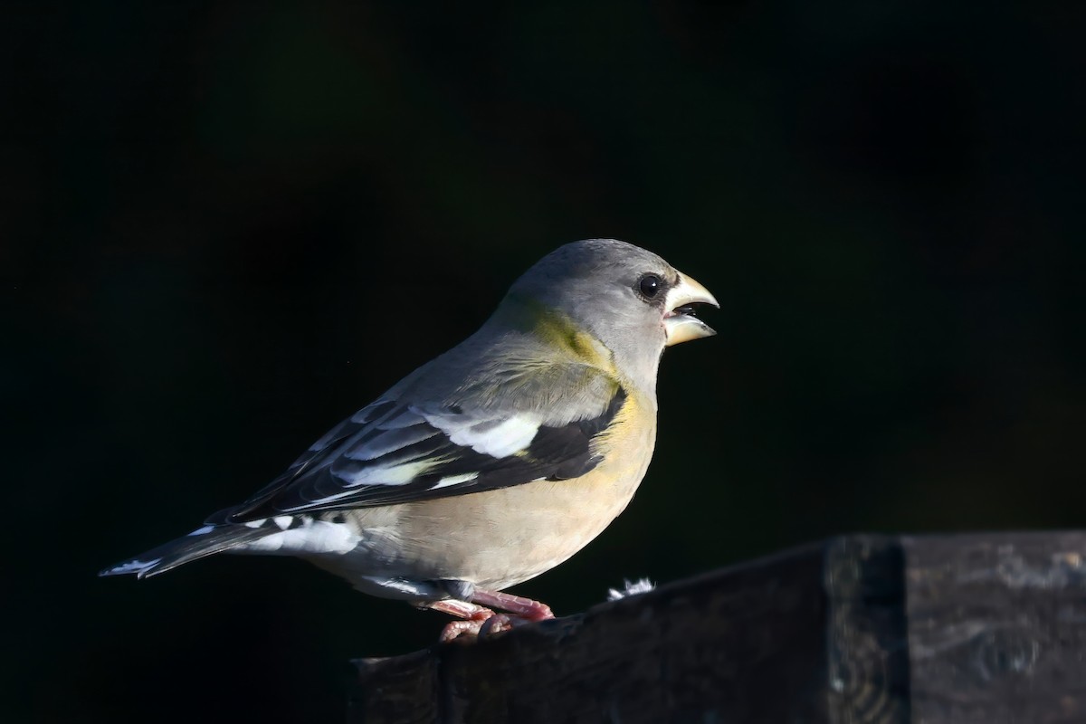 Кіпаль жовтобровий - ML646005705