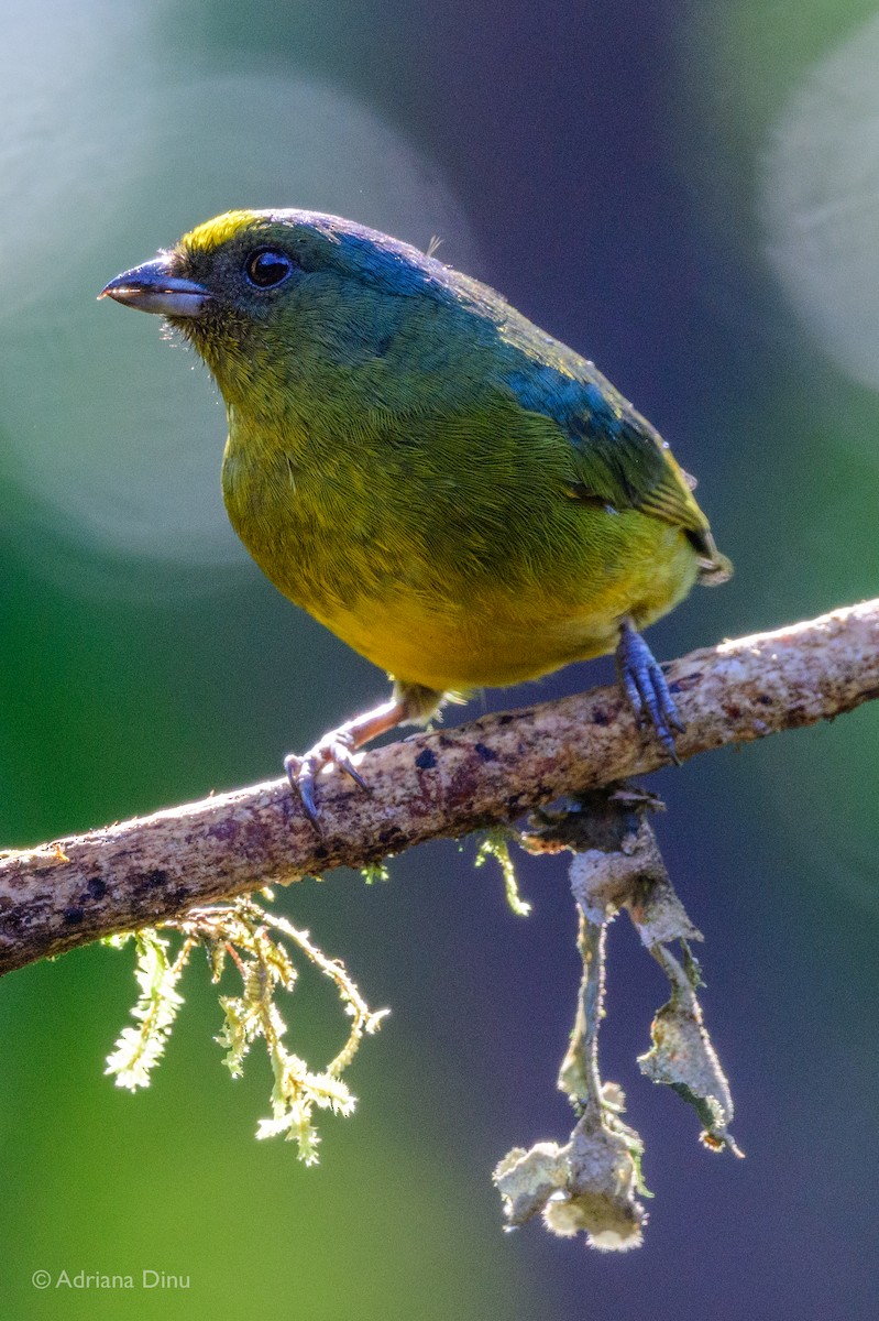 Bronze-green Euphonia - ML646005709