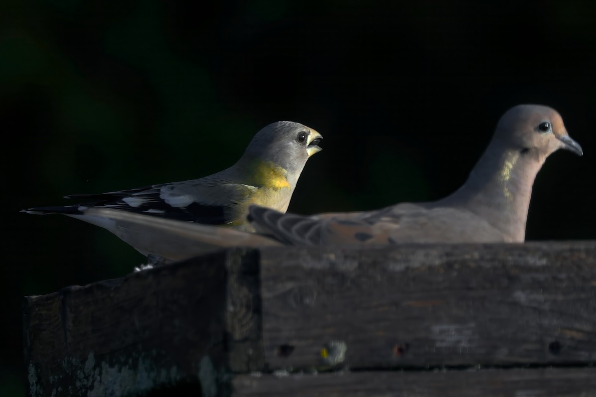 Кіпаль жовтобровий - ML646005710