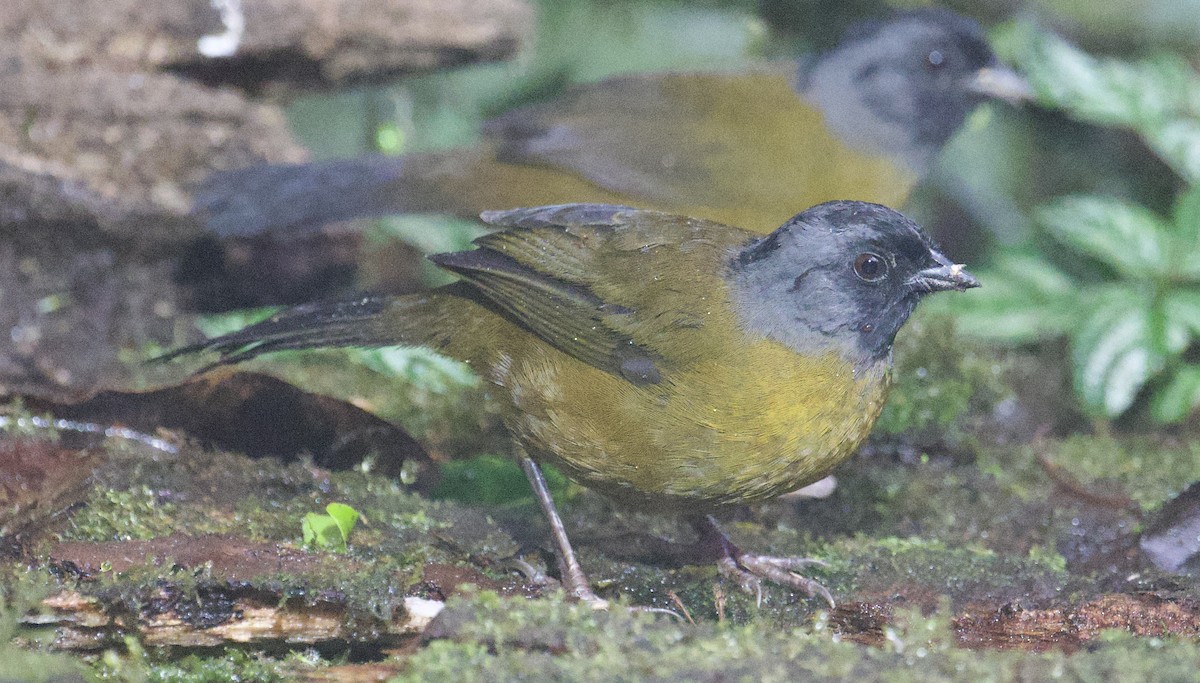 Large-footed Finch - ML646005712