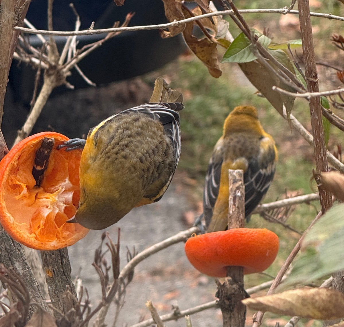 Oriole de Baltimore - ML646005716