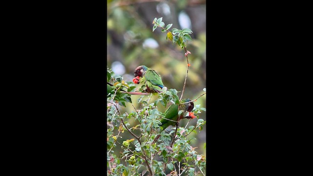 Maroon-faced Parakeet - ML646005719