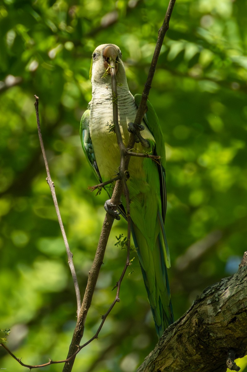 Mönchssittich - ML646005731