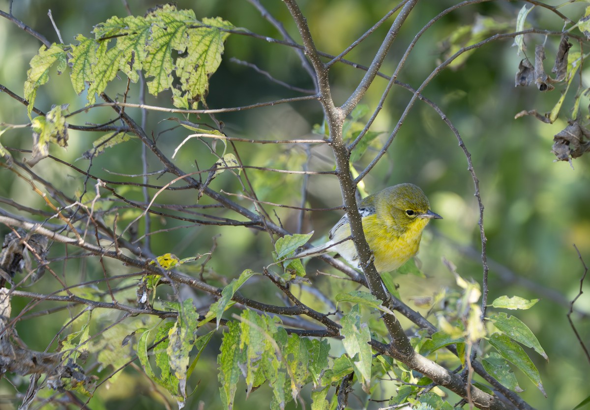 Kiefernwaldsänger - ML646005732