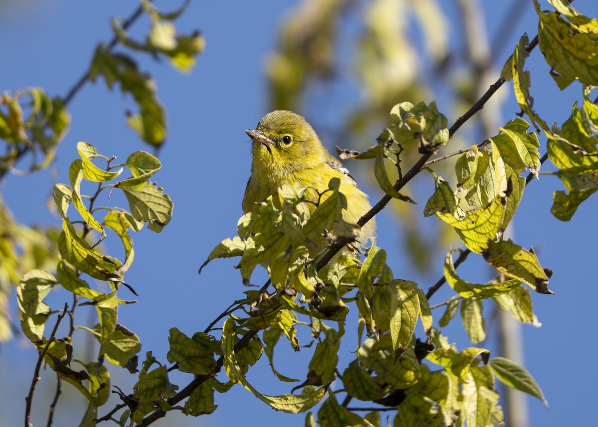 Kiefernwaldsänger - ML646005733