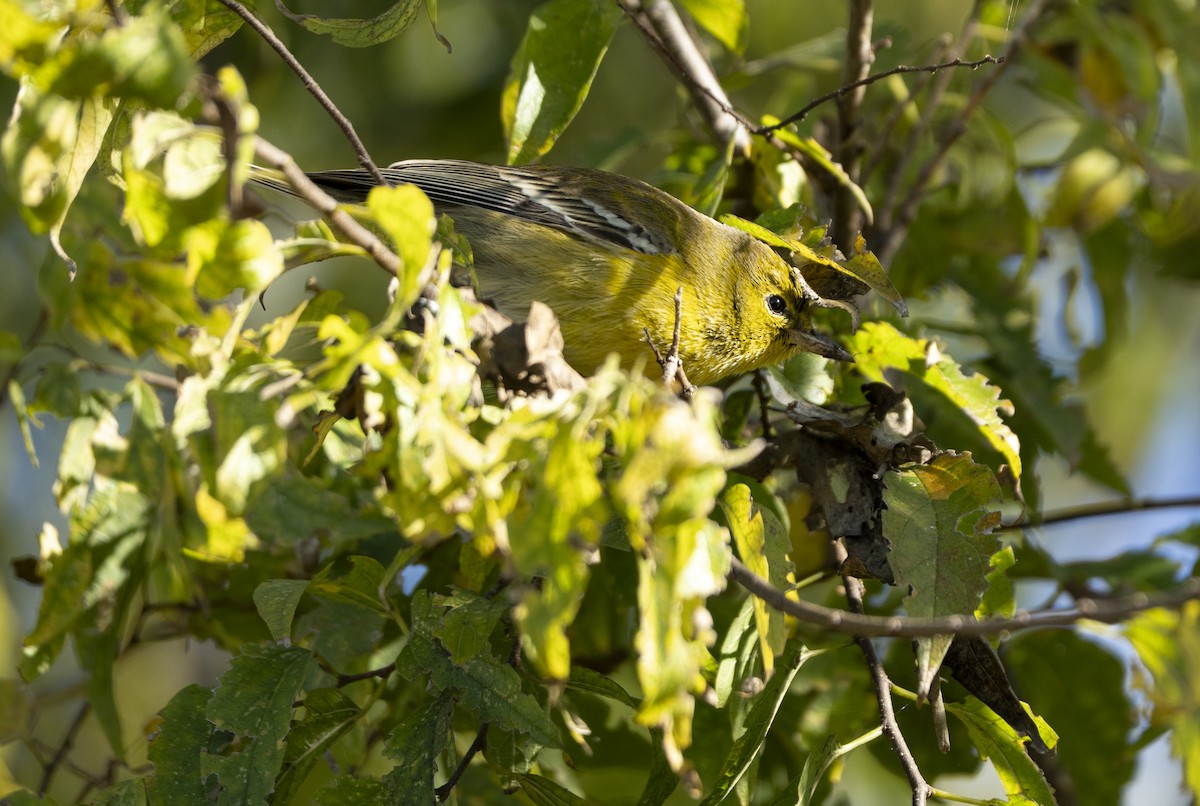 Kiefernwaldsänger - ML646005736