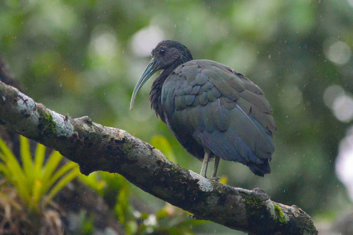 Green Ibis - ML646005741