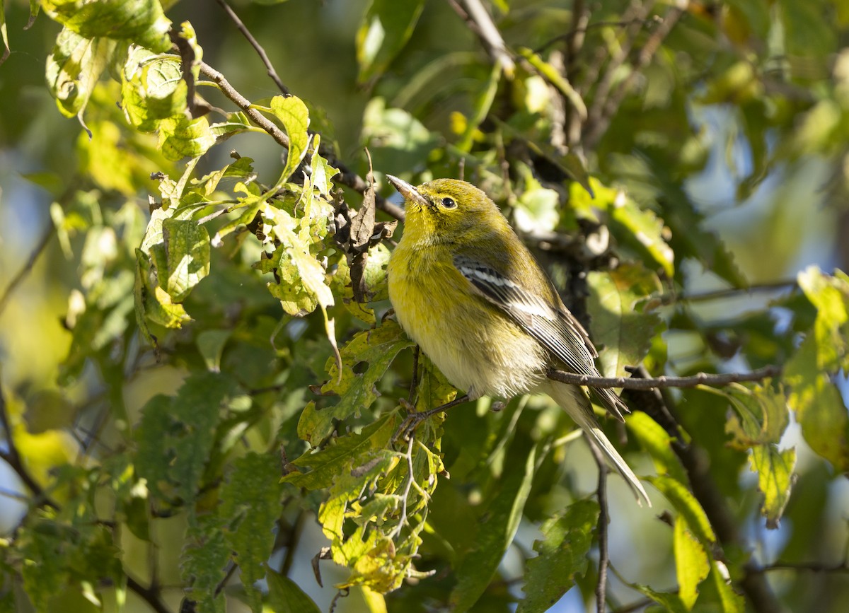 Kiefernwaldsänger - ML646005744