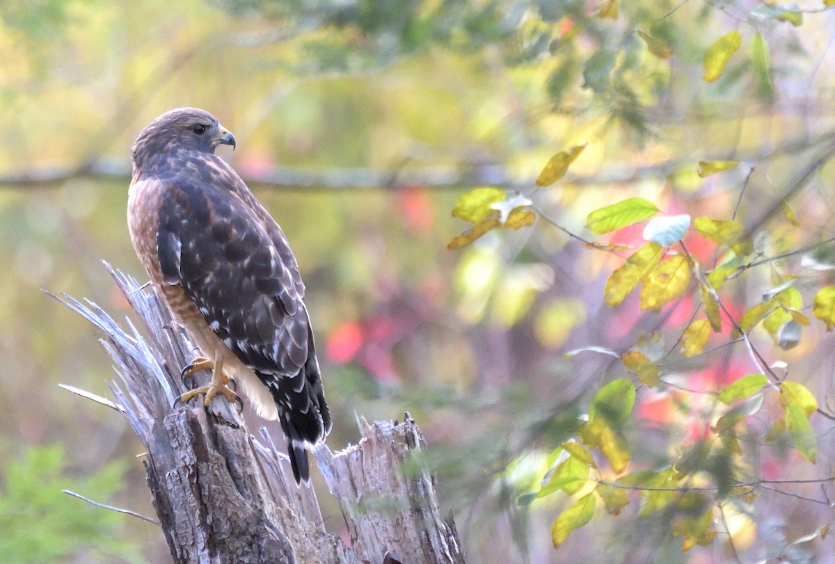 Red-shouldered Hawk - ML646005748