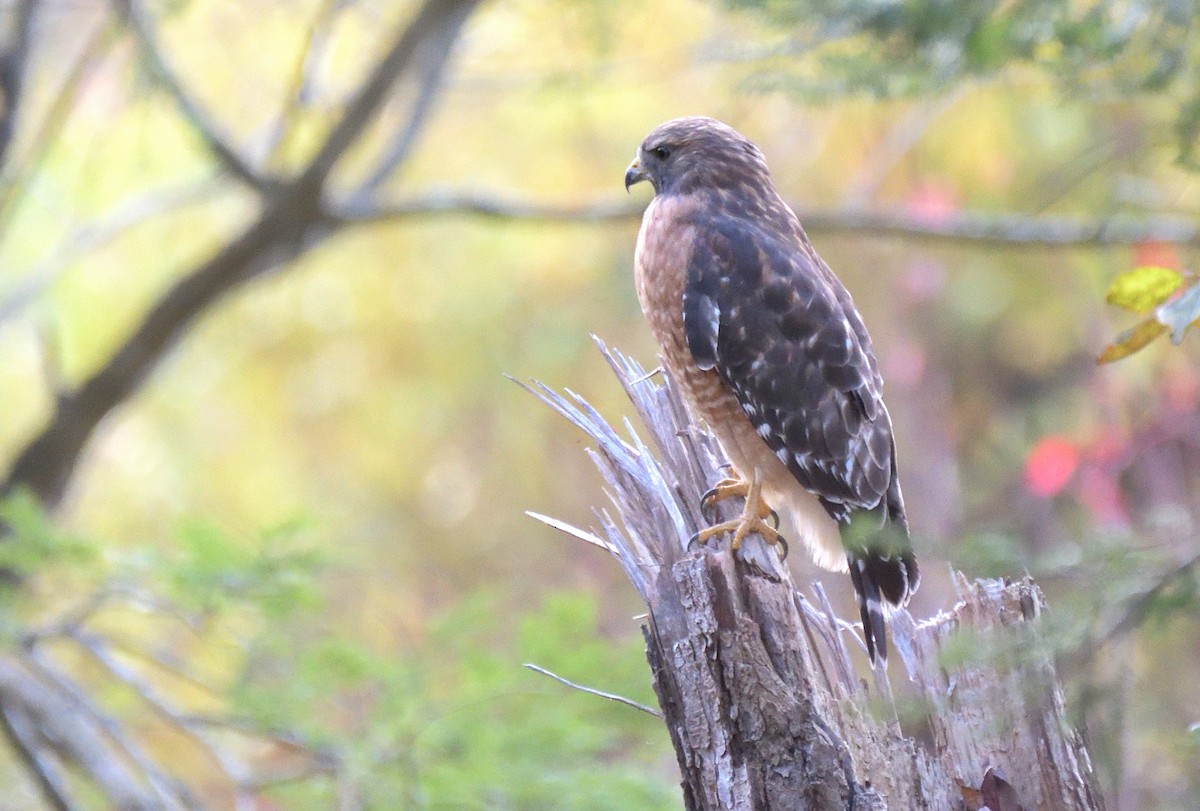 Red-shouldered Hawk - ML646005749