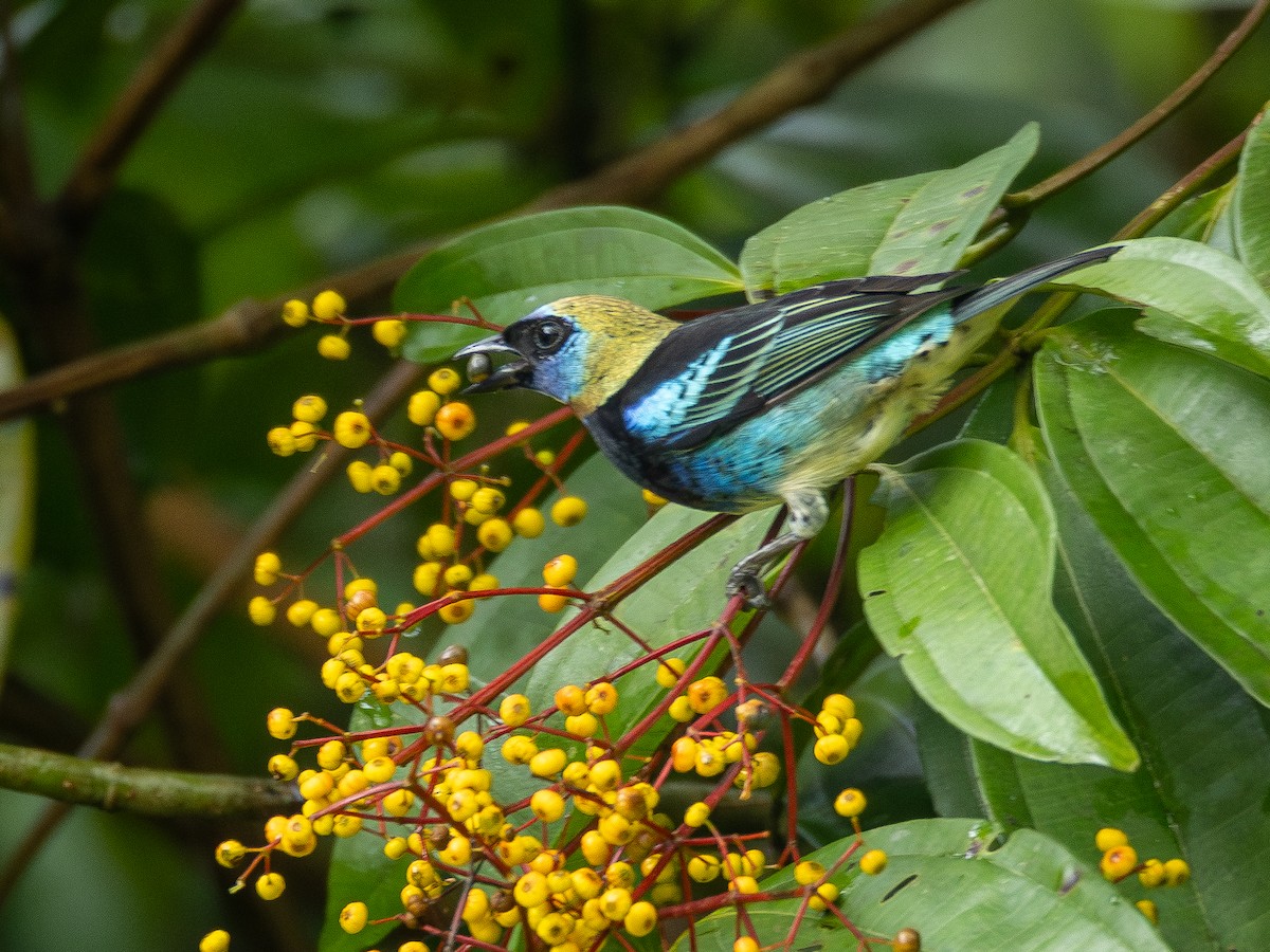 Golden-hooded Tanager - ML646005750