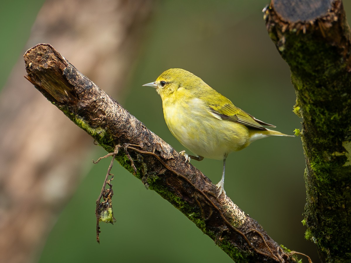 Tennessee Warbler - ML646005755