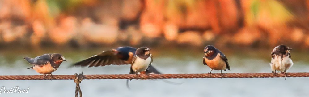 vlaštovka obecná - ML646005756