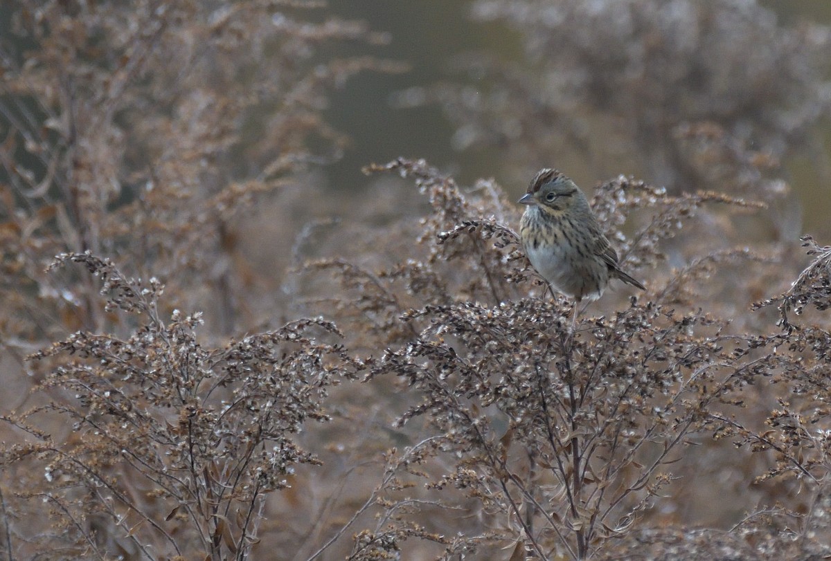 Lincoln's Sparrow - ML646005767