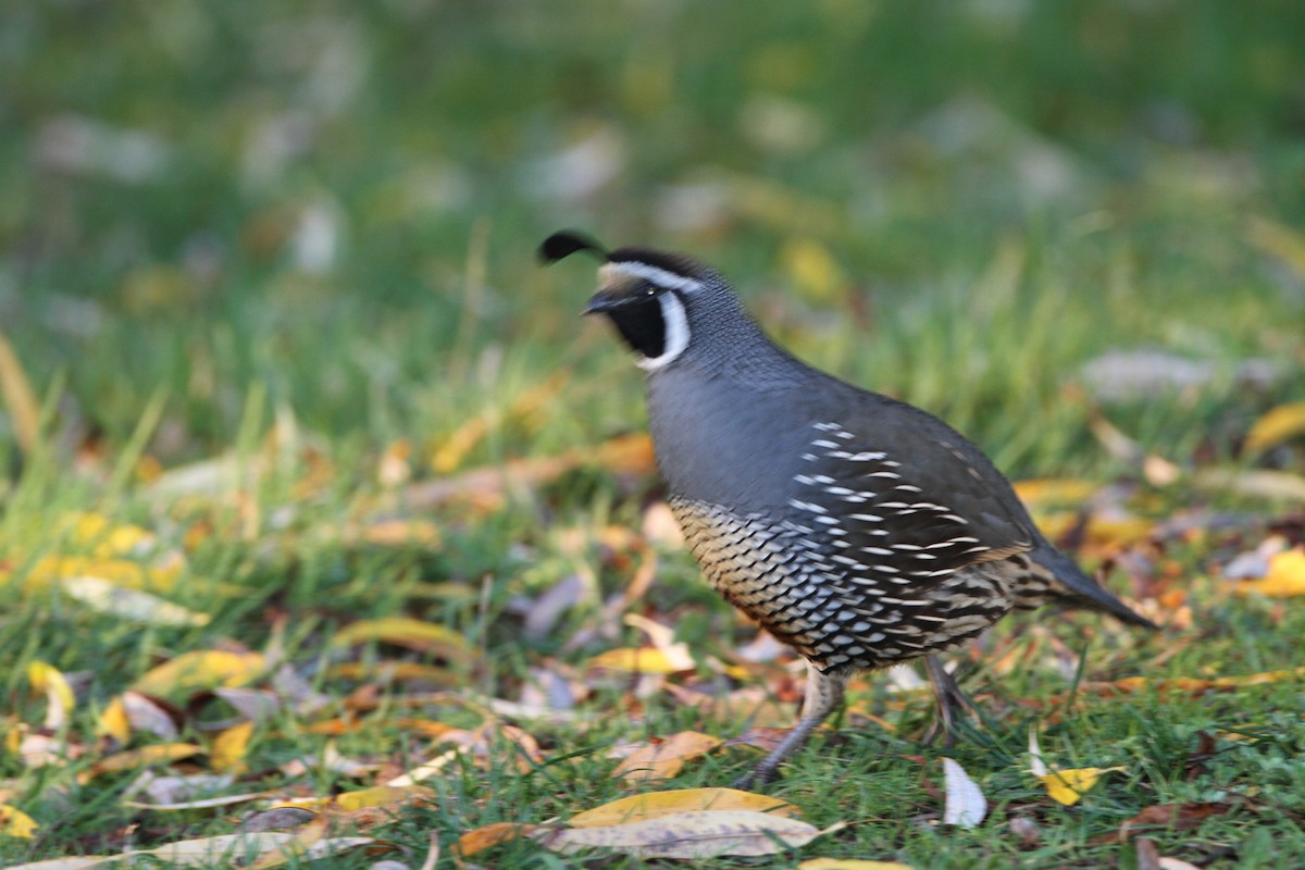 Colín de California - ML646005768