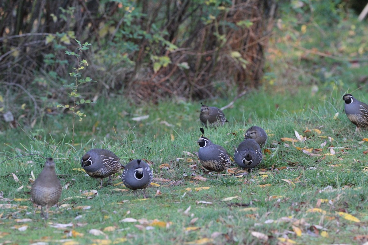 Colín de California - ML646005769