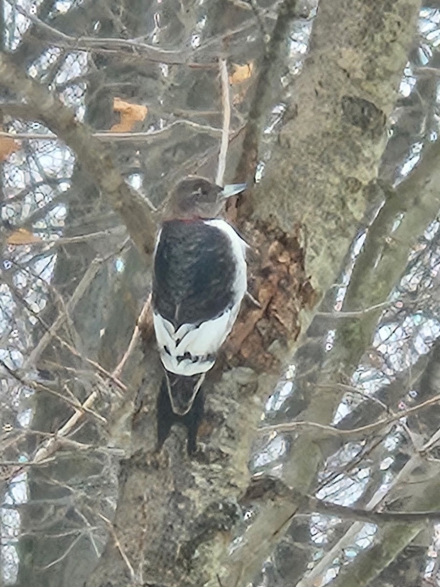 Red-headed Woodpecker - ML646005770