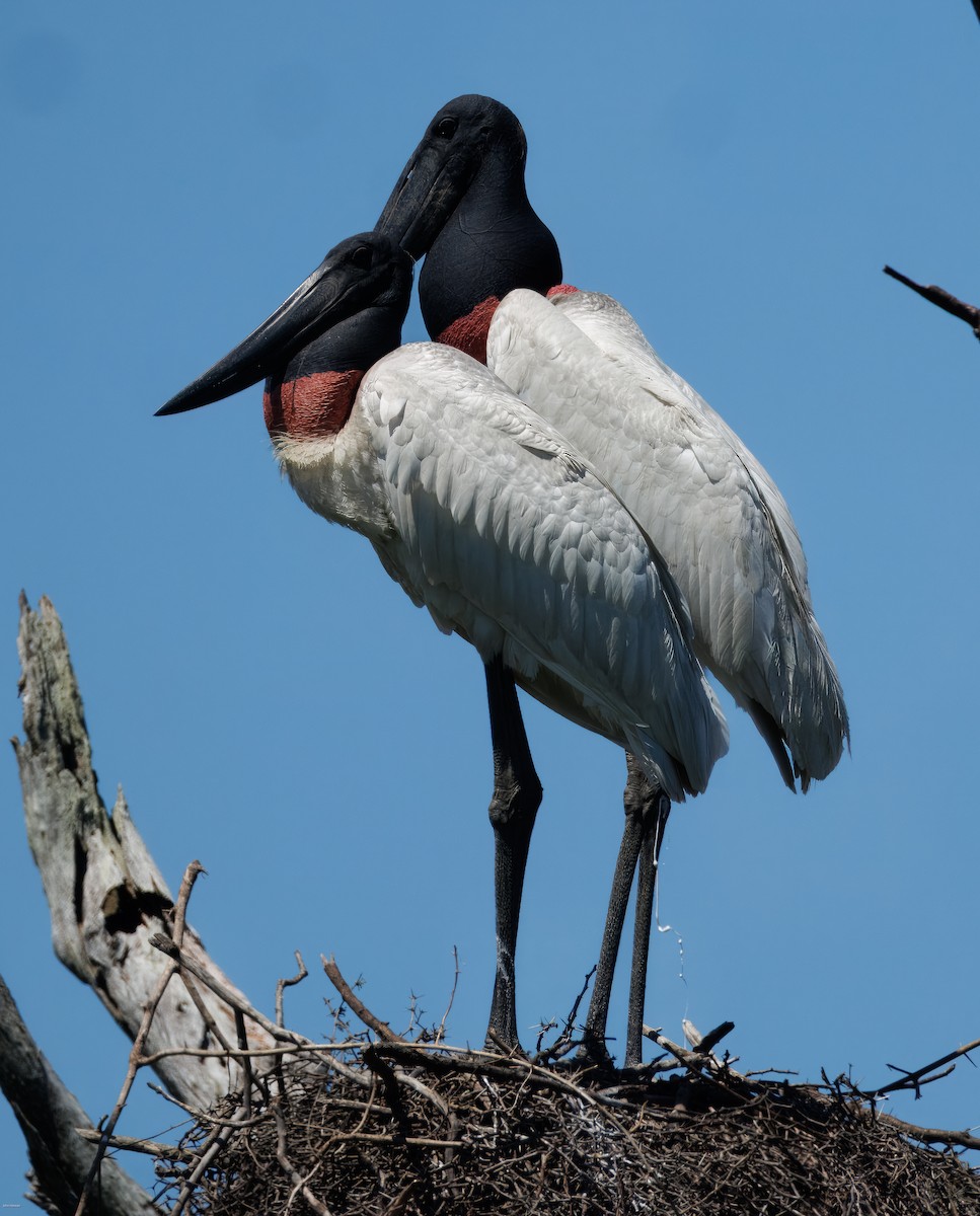 Ябіру неотропічний - ML646005771