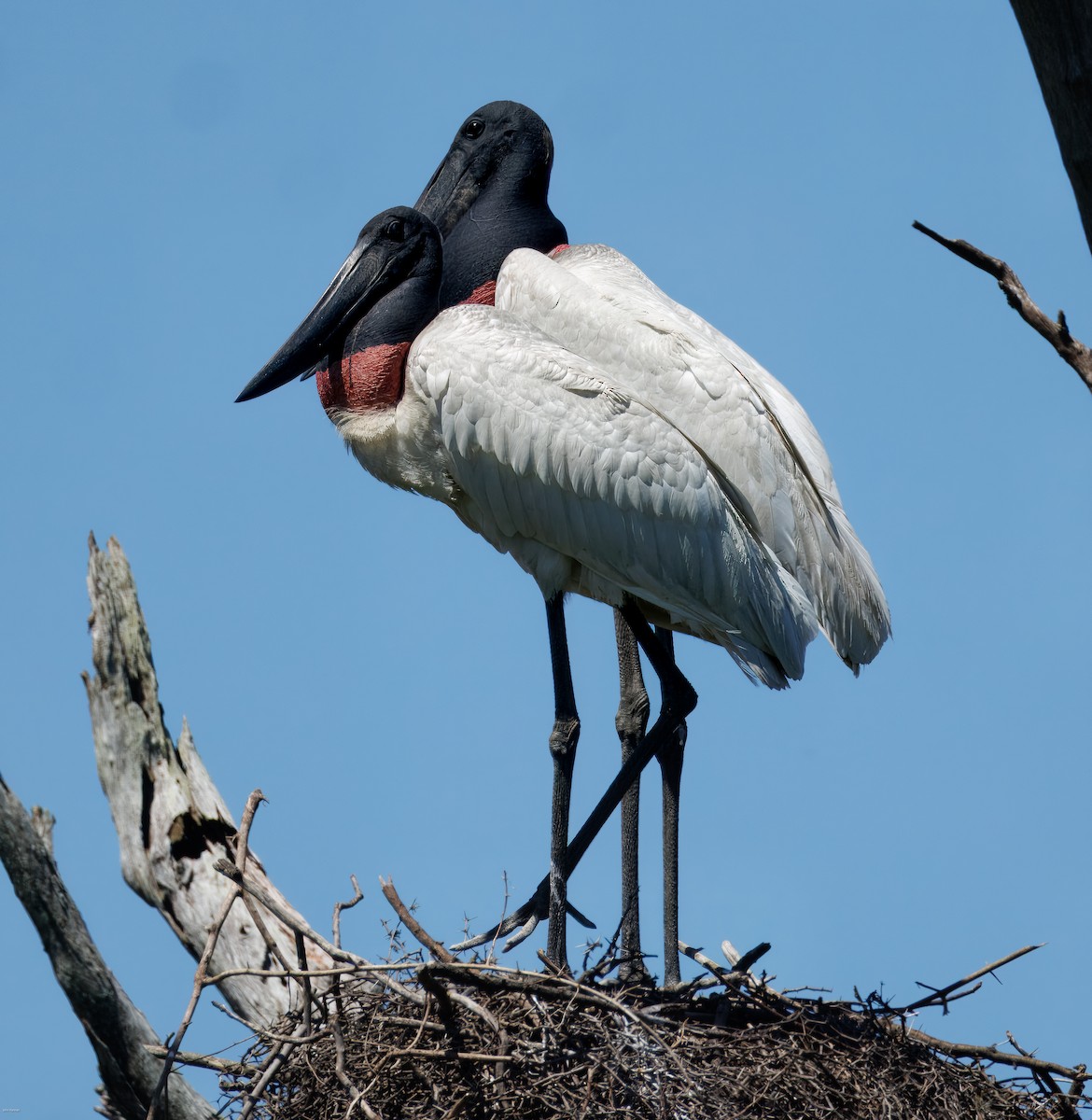 Ябіру неотропічний - ML646005772