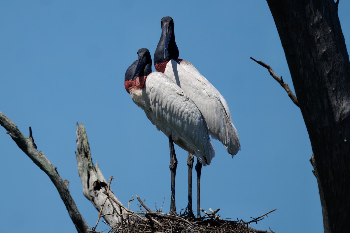 Ябіру неотропічний - ML646005773