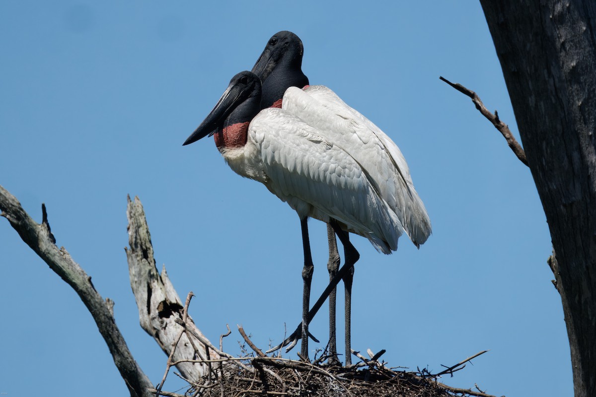 Ябіру неотропічний - ML646005774