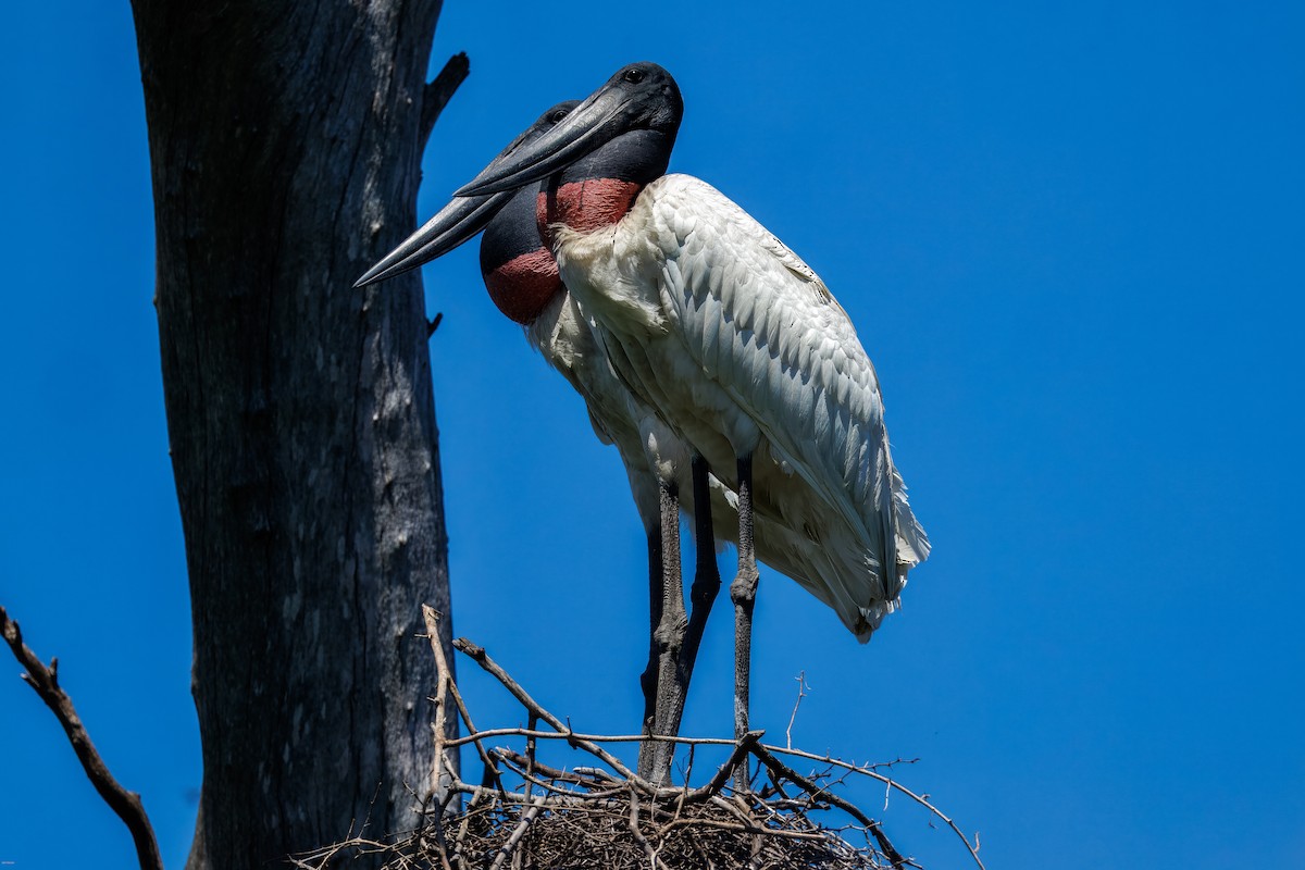 Ябіру неотропічний - ML646005775