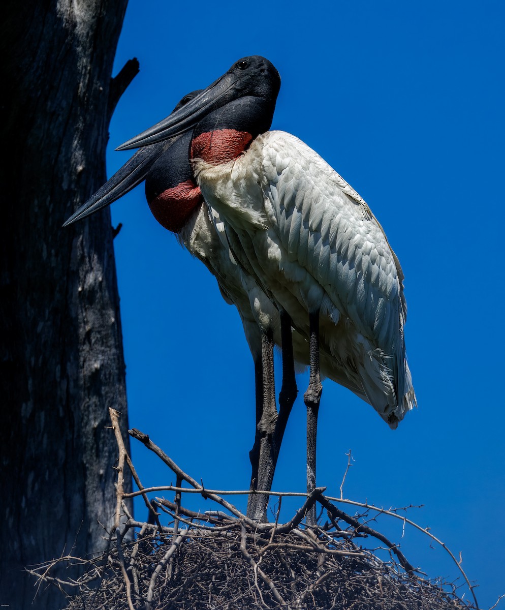 Ябіру неотропічний - ML646005776