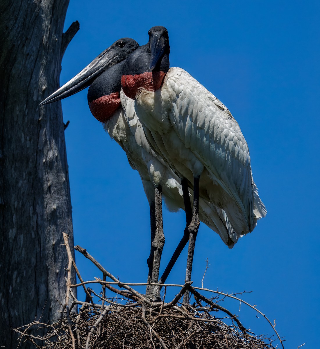 Ябіру неотропічний - ML646005779