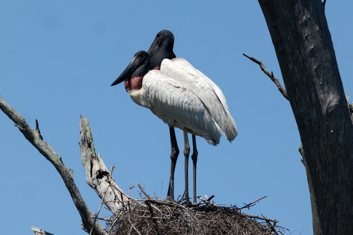 Ябіру неотропічний - ML646005780