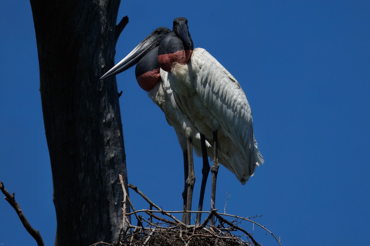 Ябіру неотропічний - ML646005781
