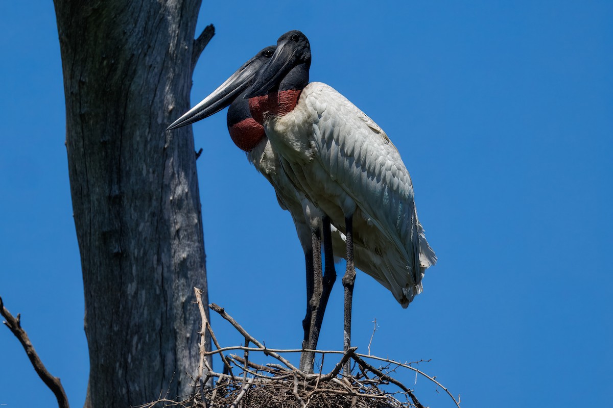 Ябіру неотропічний - ML646005782