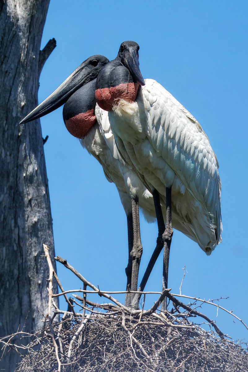 Ябіру неотропічний - ML646005783