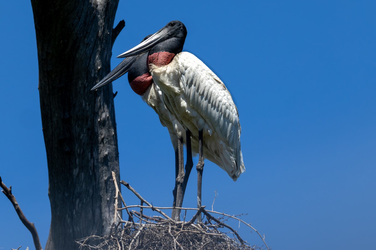 Ябіру неотропічний - ML646005784