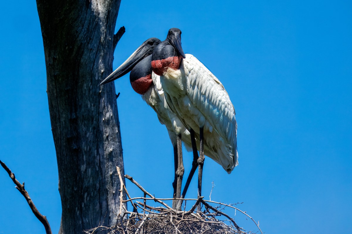 Ябіру неотропічний - ML646005785