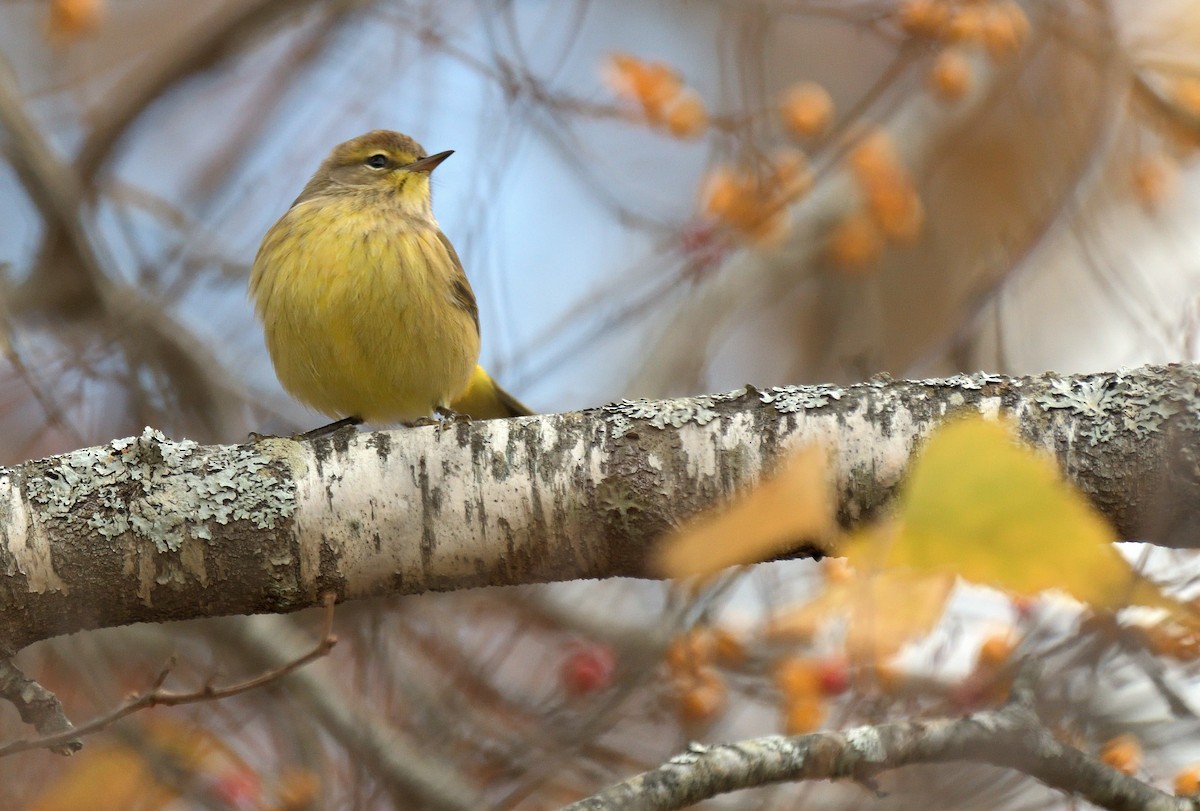Palm Warbler (Yellow) - ML646005792