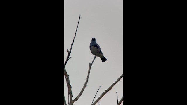 White-bellied Tanager - ML646005797