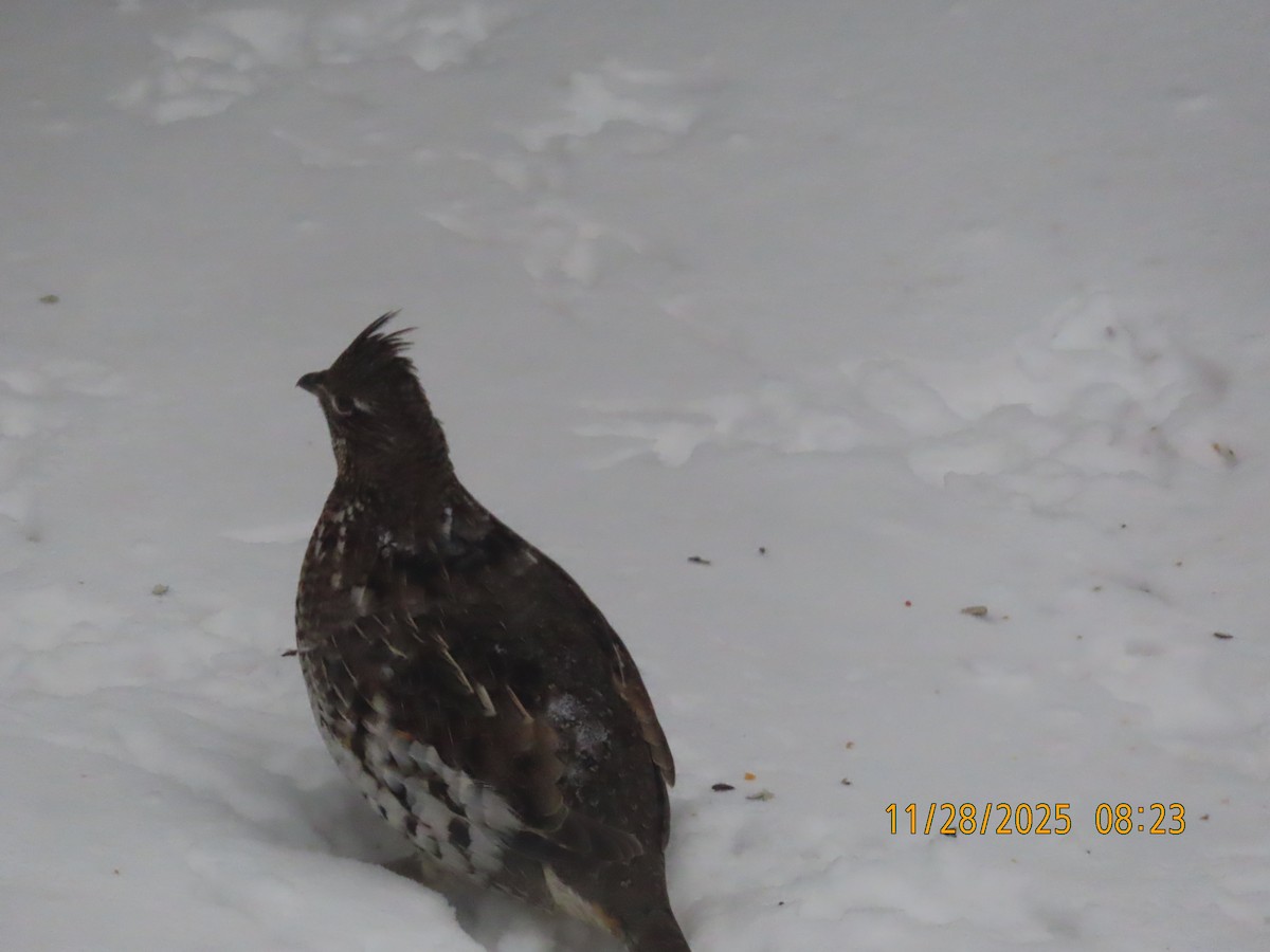 jeřábek kanadský - ML646005798