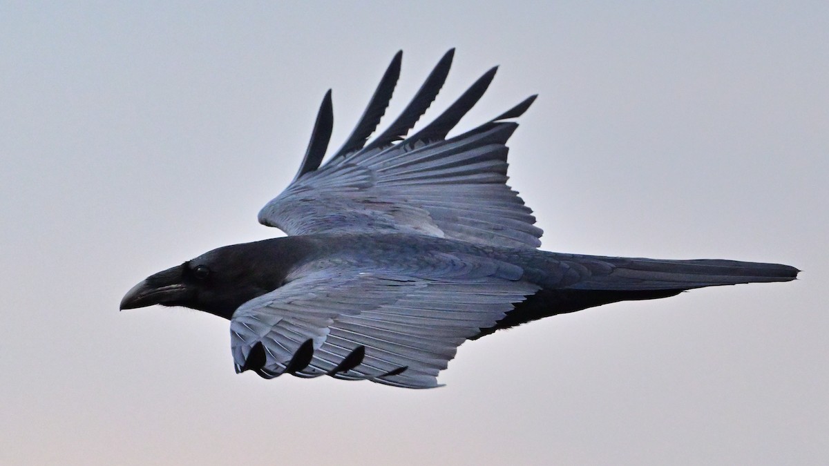 עורב שחור - ML646005799