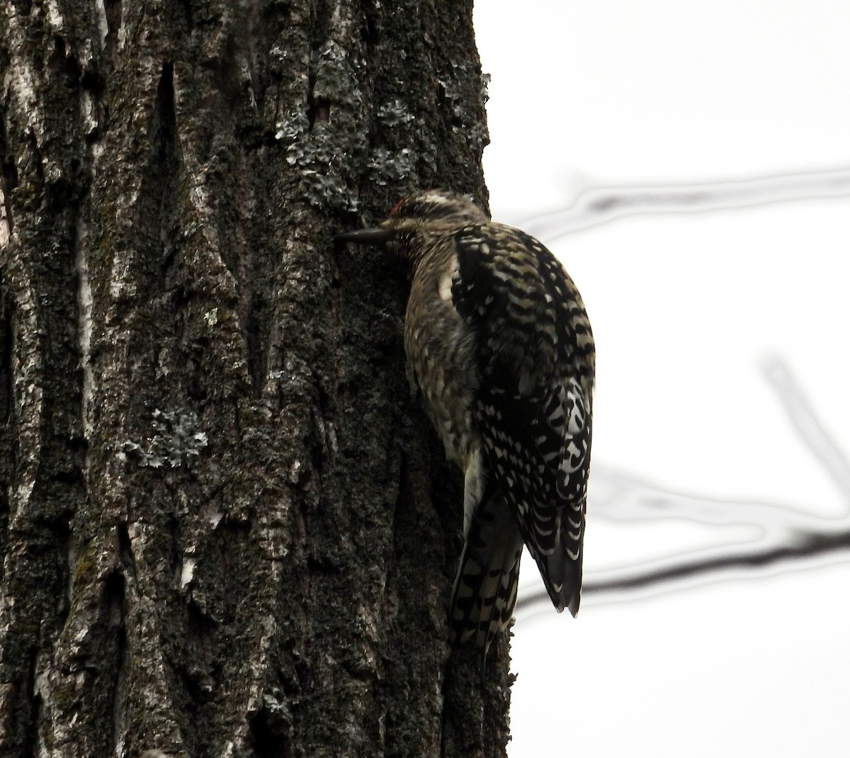 Gelbbauch-Saftlecker - ML646005800