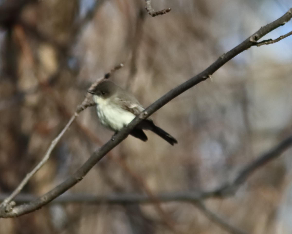 Eastern Phoebe - ML646005801