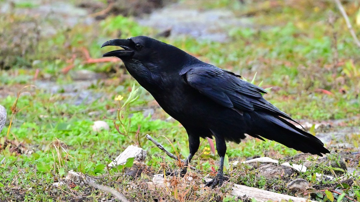 עורב שחור - ML646005802