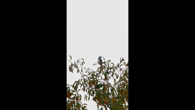 White-bellied Tanager - ML646005803