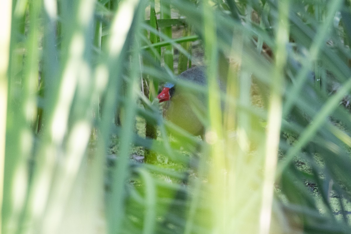 Purple Gallinule - ML646005804