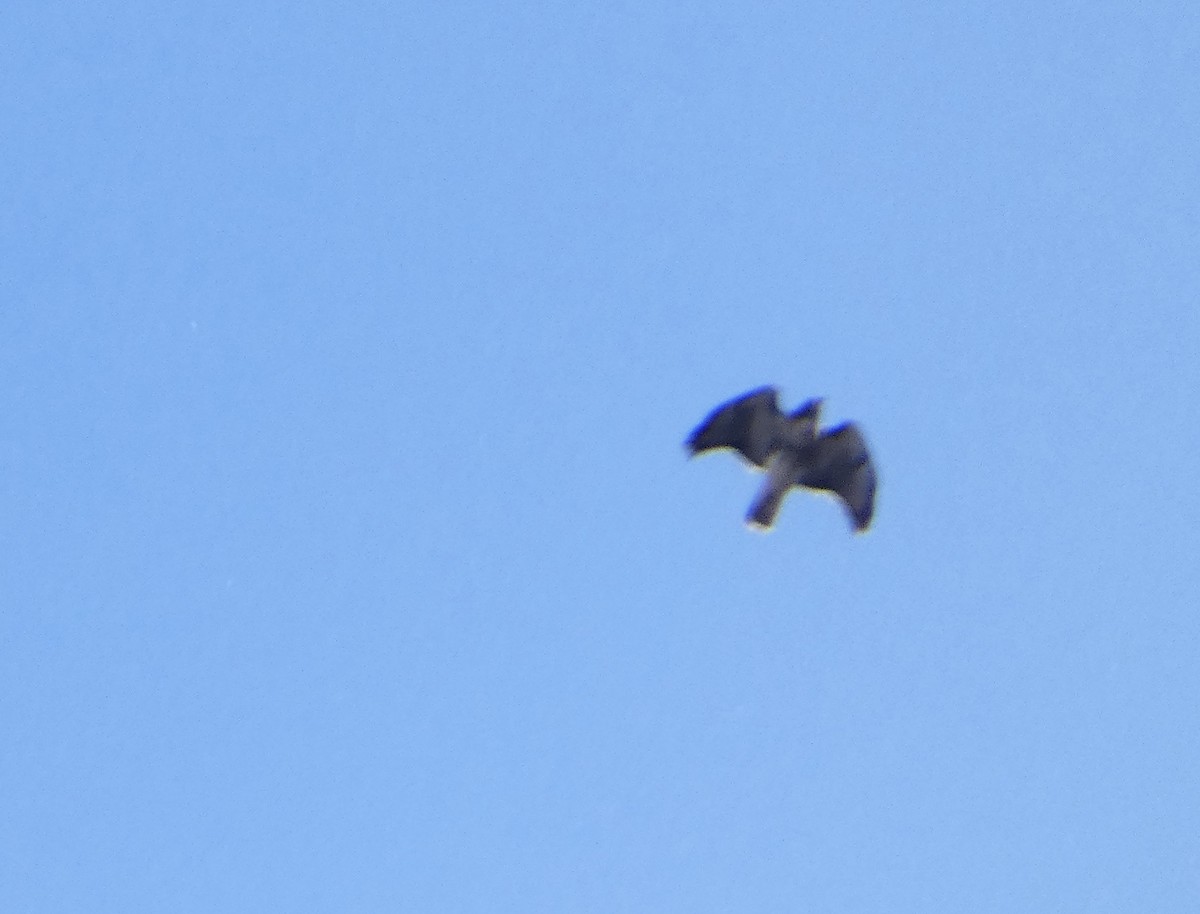 Red-tailed Hawk - ML646005805