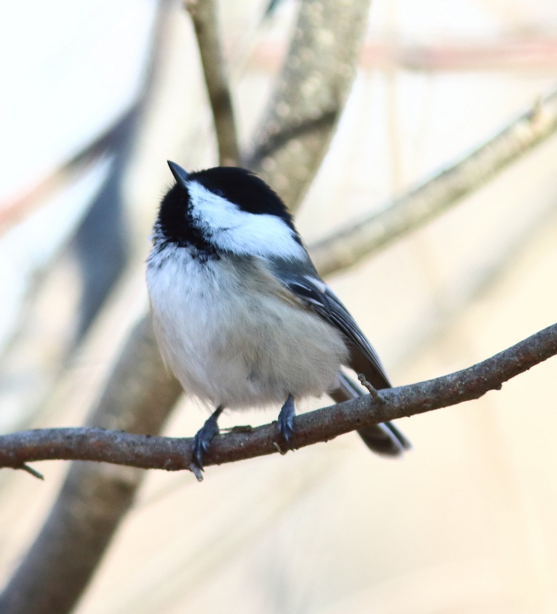Black-capped Chickadee - ML646005808