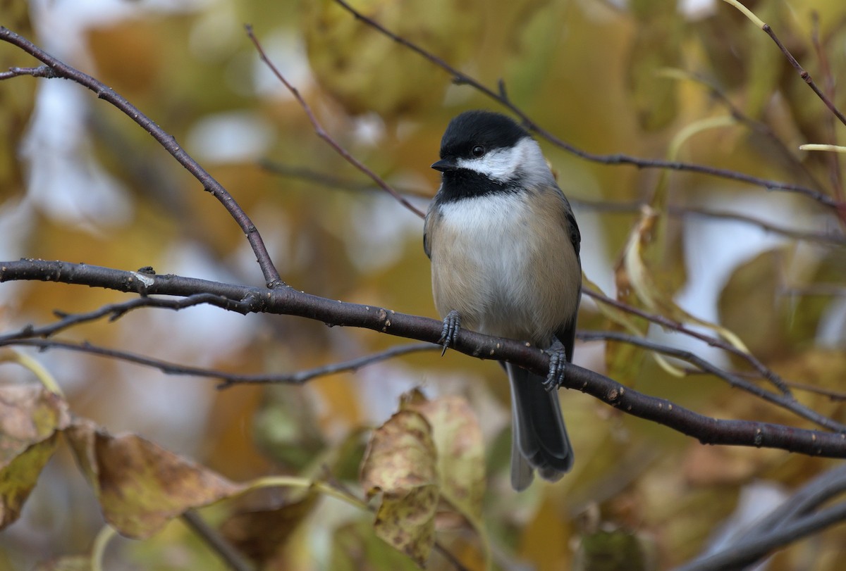 Black-capped Chickadee - ML646005809